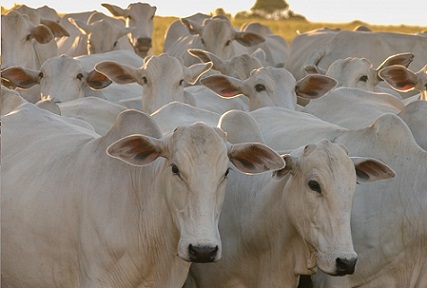 Brazilian beef price