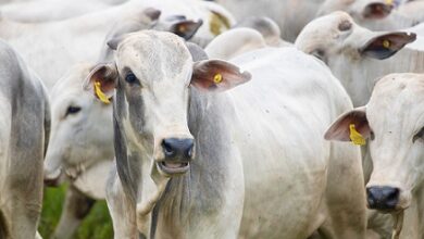 cattle slaughter in Brazil