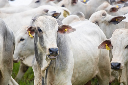 cattle slaughter in Brazil