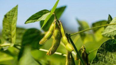 Brazil's soybean exports