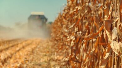 corn price in Brazil