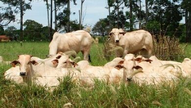 beef price in brazil