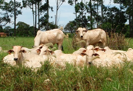 beef price in brazil