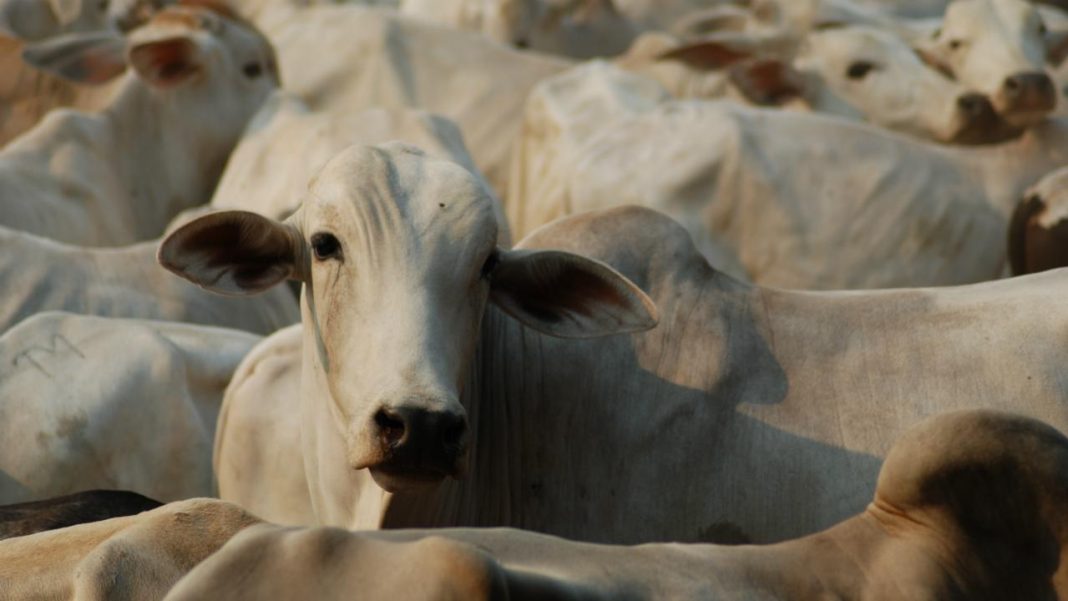 índices da pecuária de corte