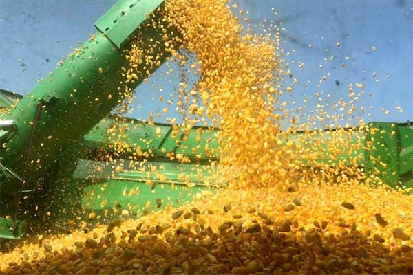 previsão do preço do milho