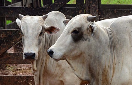 exportação de carne bovina do Brasil