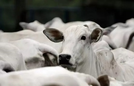 exportação de bovinos