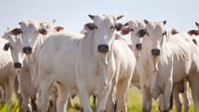 taxa de abate de vacas