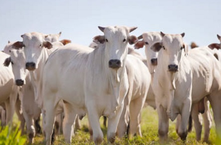 taxa de abate de vacas