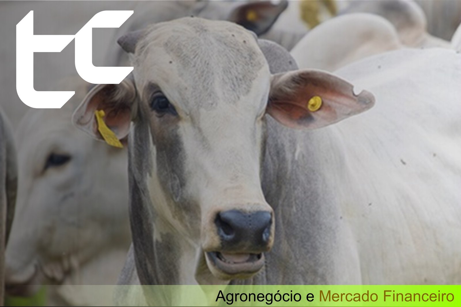 Desafios Sanitários e Impactos no Mercado Agro: Estratégias de Mitigação