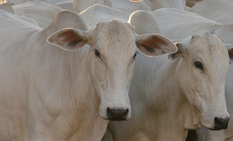 abate de bovinos no Brasil