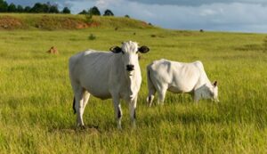 produção mundial de carne bovina