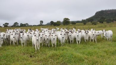 resultado econômico da atividade de cria