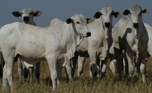 melhores meses para venda de boi gordo