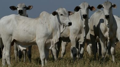 melhores meses para venda de boi gordo