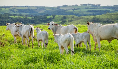 preço em dólares do boi