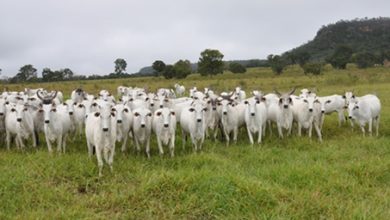 preço futuro do boi gordo