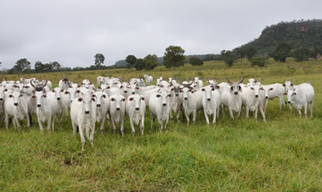 preço futuro do boi gordo