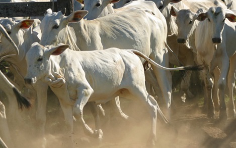 melhores meses para venda de bezerro