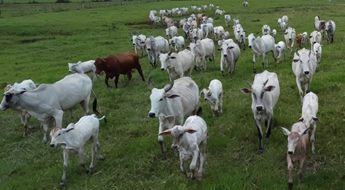 resultado da fazenda