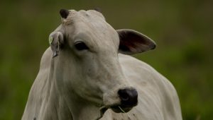 importação de carne bovina do Brasil