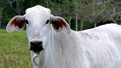 preço do boi gordo