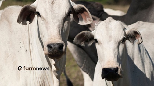 preço futuro do boi gordo