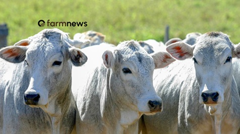 preço corrigido do bezerro