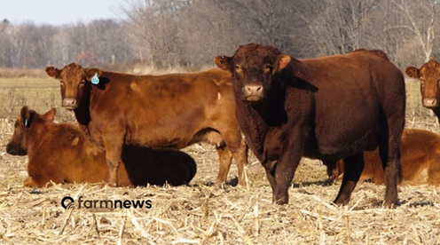 preço do boi gordo nos eua