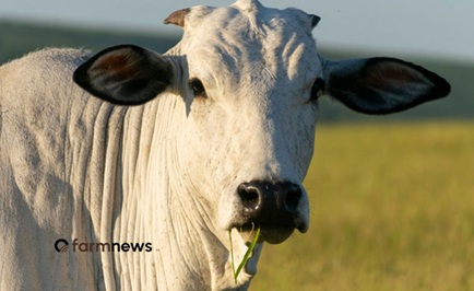 preço em dólares do boi