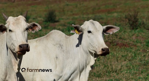 abate de vacas e novilhas