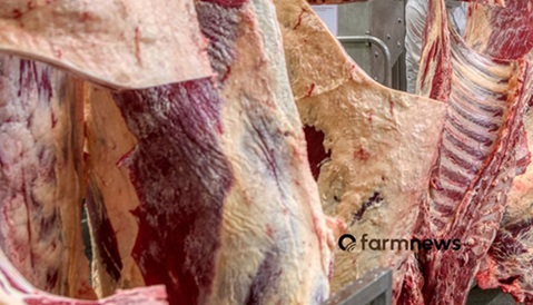 exportação de carne bovina