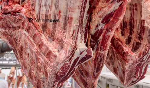 exportação de carne bovina