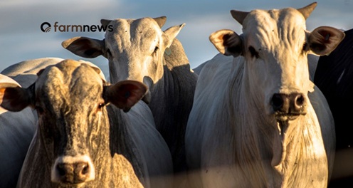 preço futuro do boi gordo