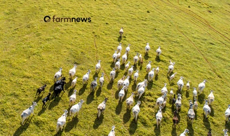 preço do boi gordo em dólares
