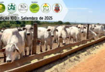 ICBC completa 100 edições: custo da arroba cai em São Paulo e sobe em Goiás custo da arroba