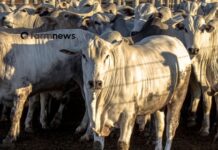 Emissões de CO2 no Brasil: quem emite mais, a pobreza urbana ou a agropecuária? emissão de co2