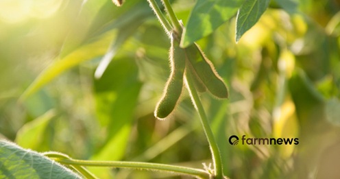 soy farmers