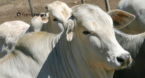 preço futuro do boi gordo