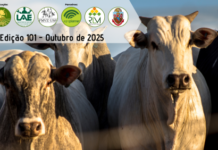 Custo de produção de bovinos confinados em outubro de 2025 custo de produção de bovinos confinados