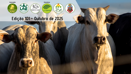 custo de produção de bovinos confinados