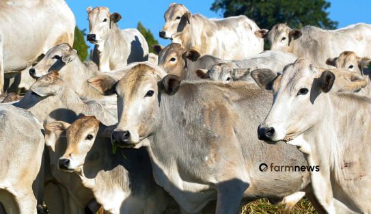 troca de bezerros por boi gordo