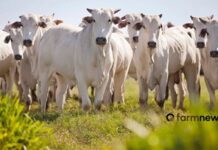 Protagonismo da pecuária brasileira no sequestro de carbono pecuária brasileira