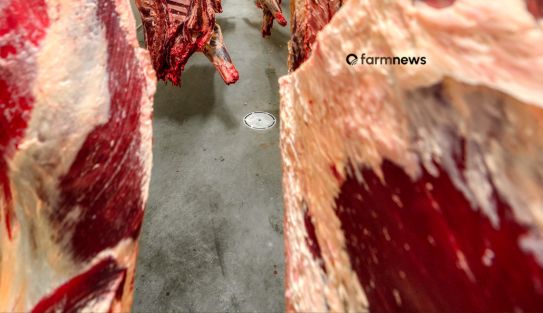 exportação de carne bovina