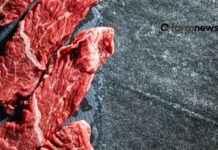 Carnificação do Brasil: um novo ciclo virtuoso no agronegócio, da carne! carnificação