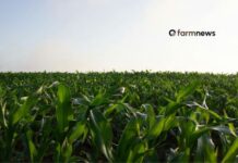 Why COP30 Brazil Could Redefine Agriculture’s Role in the Climate Agenda COP30 Brazil