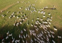 Preço do boi gordo: futuro cai e físico sobe na 1ª semana de novembro preço do boi gordo