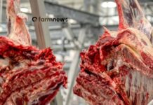 Importação de carne bovina do Brasil pelos EUA volta a subir em outubro importação de carne bovina do Brasil pelos EUA