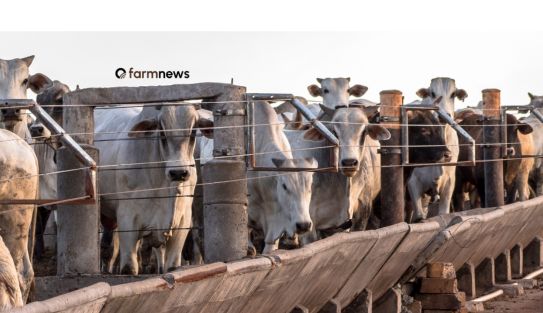 preço futuro do boi gordo