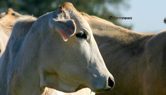 exportação de bovinos vivos
